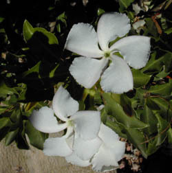 Причудливые деревья - _211.jpg