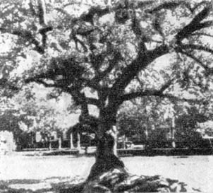 Причудливые деревья - _216.jpg