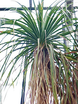 Причудливые деревья - _233.jpg