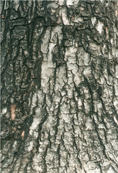 Причудливые деревья - _241.jpg