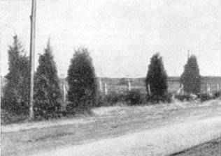 Причудливые деревья - _274.jpg