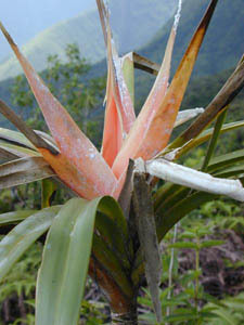 Причудливые деревья - _282.jpg