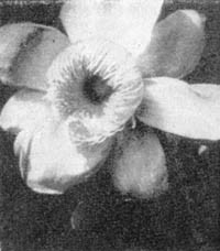 Причудливые деревья - _306.jpg