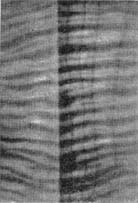 Причудливые деревья - _342.jpg