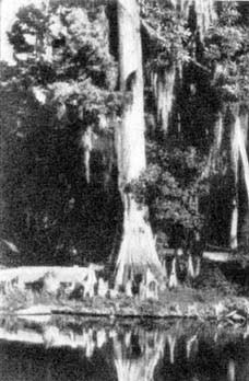 Причудливые деревья - _61.jpg