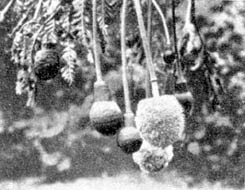 Причудливые деревья - _105.jpg