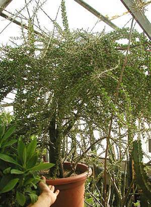 Причудливые деревья - _184.jpg