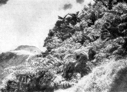 Причудливые деревья - _262.jpg