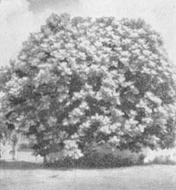 Причудливые деревья - _277.jpg