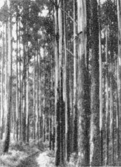 Причудливые деревья - _351.jpg