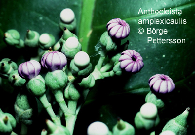 Причудливые деревья - _412.jpg