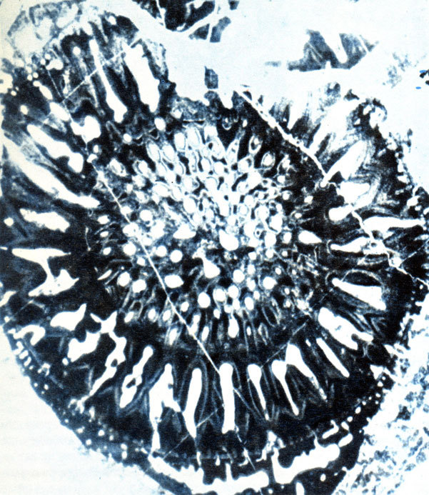 Земля и жизнь - doc2fb_image_0200002A.jpg