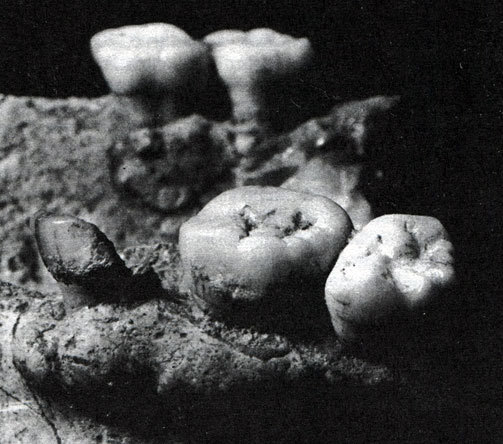 Неандертальцы - _29.jpg