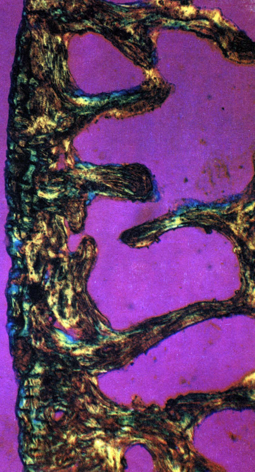 Неандертальцы - _52.jpg