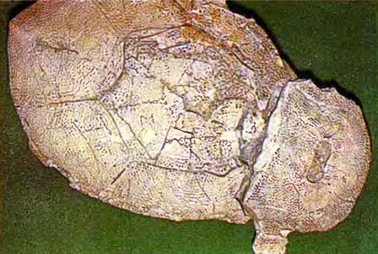 Живое прошлое Земли - doc2fb_image_0200008E.jpg