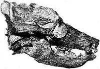 Живое прошлое Земли - doc2fb_image_02000108.jpg