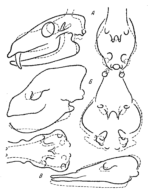 Морские львы и котики - i_018.png