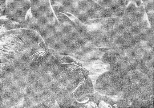 Морские львы и котики - i_027.jpg