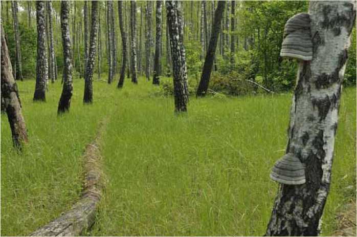 Покинутые или Безумцы - _169.jpg