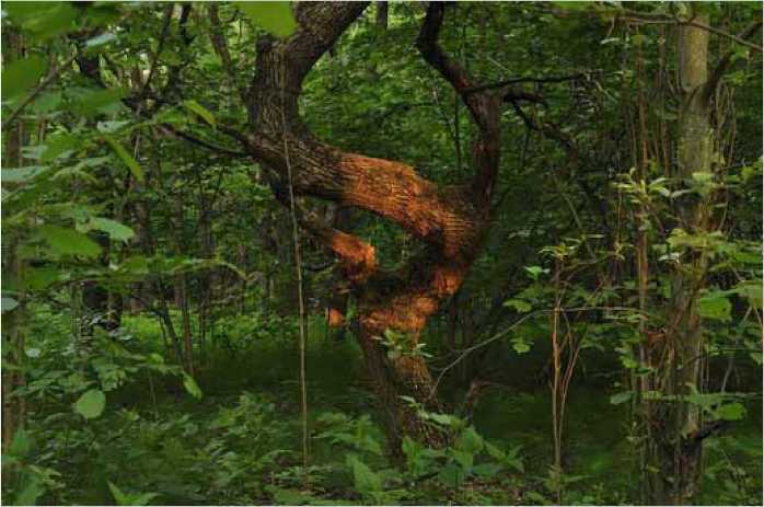 Покинутые или Безумцы - _104.jpg