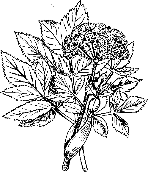 Аптека на болоте - i_011.png