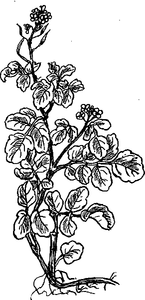 Аптека на болоте - i_012.png