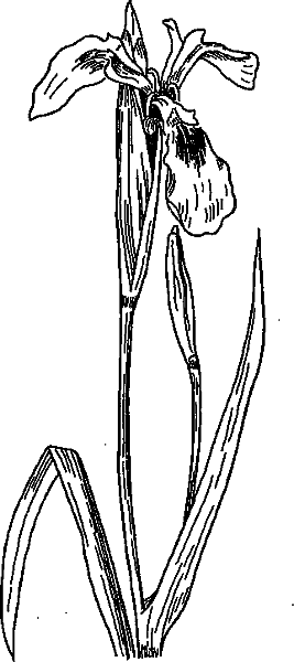 Аптека на болоте - i_013.png