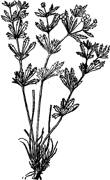 Аптека на болоте - i_019.png