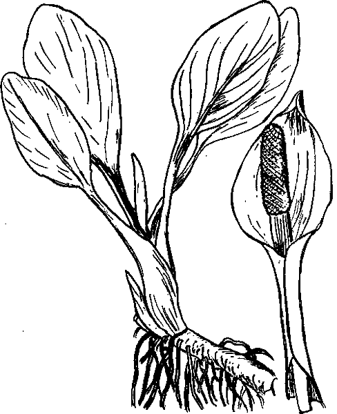 Аптека на болоте - i_031.png