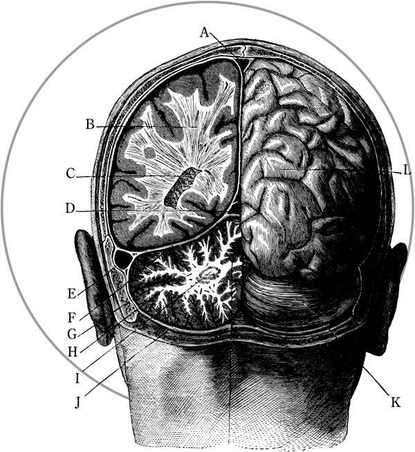 Мозг. Тайны разума - i_001.jpg