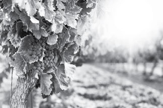 Умный виноградник без хлопот - _2.jpg