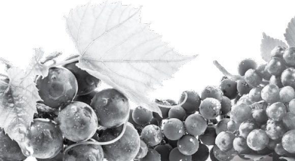 Умный виноградник без хлопот - _3.jpg