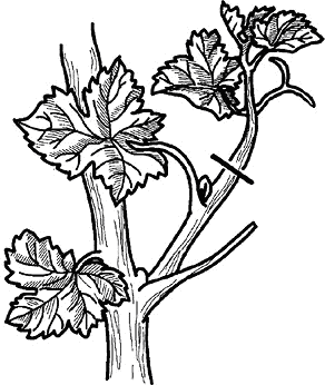 Умный виноградник без хлопот - _31.png