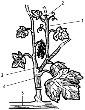 Умный виноградник без хлопот - _32.png