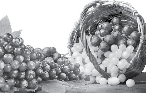 Умный виноградник без хлопот - _4.jpg