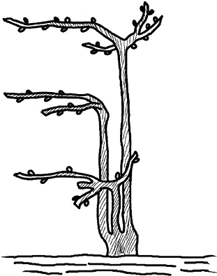 Умный виноградник без хлопот - _45.png