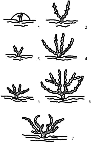 Умный виноградник без хлопот - _49.png