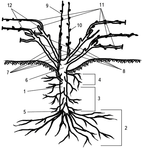 Умный виноградник без хлопот - _5.png