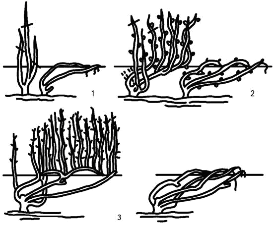 Умный виноградник без хлопот - _50.png