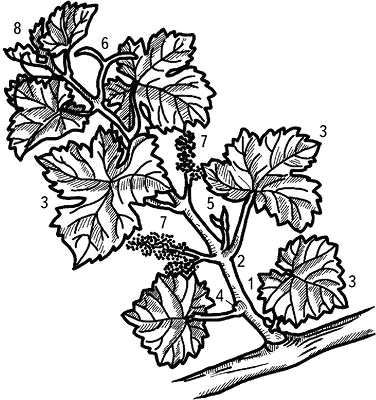 Умный виноградник без хлопот - _7.png