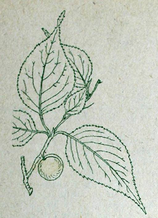 Деревья и кустарники для любительского садоводства и озеленения - i_001.jpg