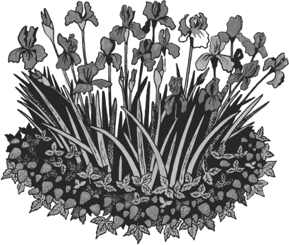 Большая книга сада и огорода по-новому - i_005.png