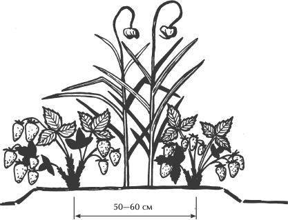 Большая книга сада и огорода по-новому - i_006.png
