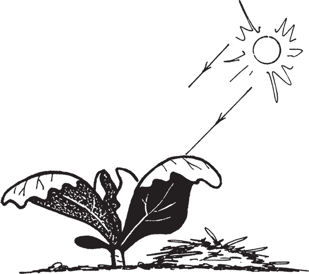 Самая полезная настольная книга садовода и огородника - i_010.png