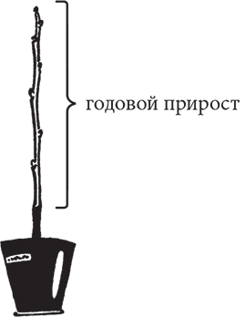 Самая полезная настольная книга садовода и огородника - i_026.png