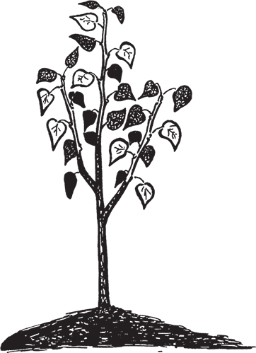 Самая полезная настольная книга садовода и огородника - i_027.png