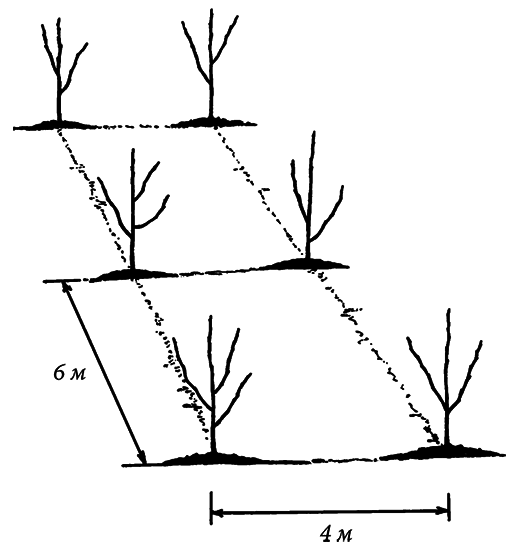 Энциклопедия плодового сада на разумной почве - i_001.png