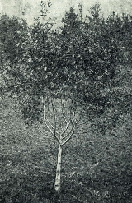 Сирень - i_003.jpg