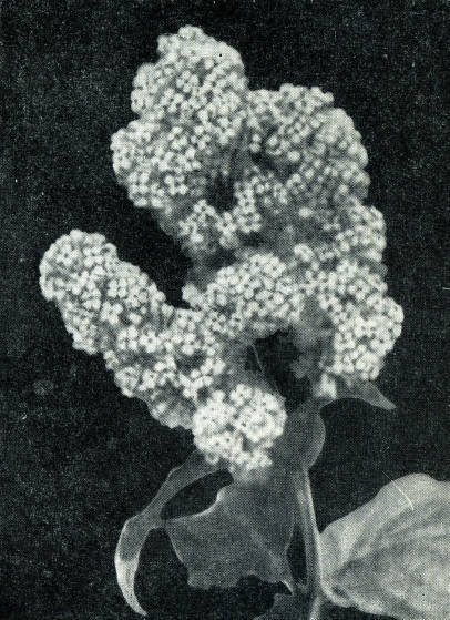 Сирень - i_005.jpg