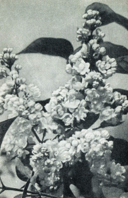 Сирень - i_015.jpg